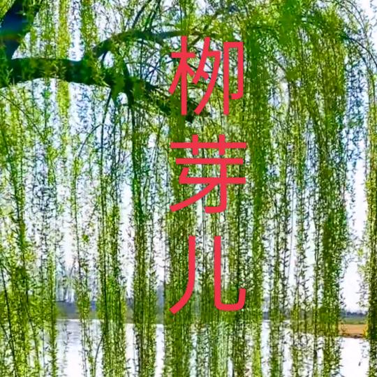 栁芽儿新绿