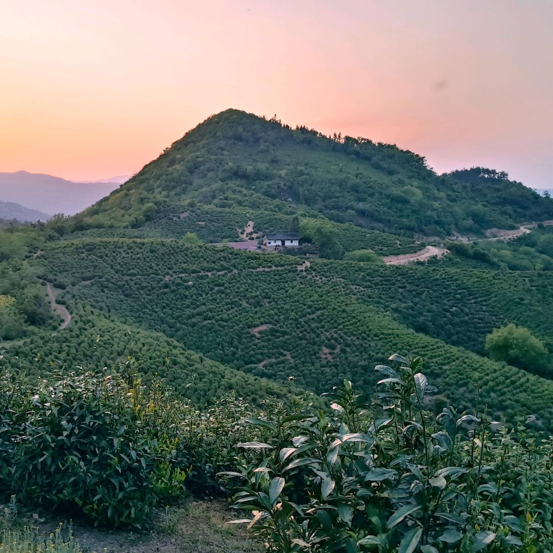 金华村集体茶场-彭小明