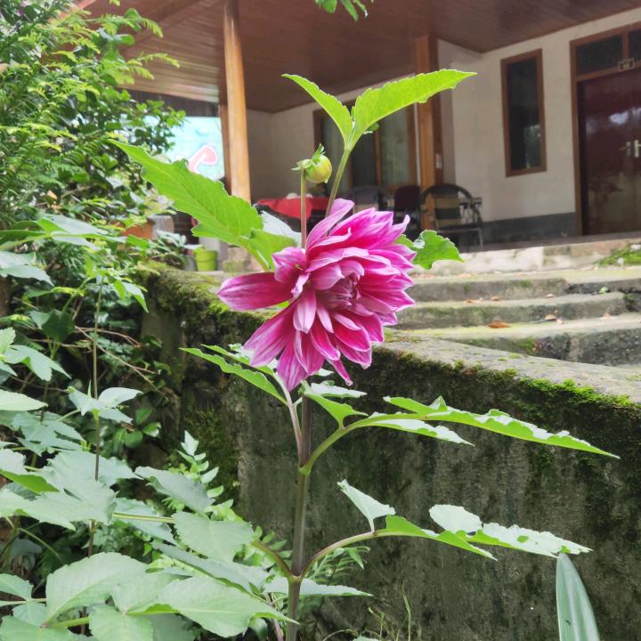 蒲江红心猕猴桃水果店750925