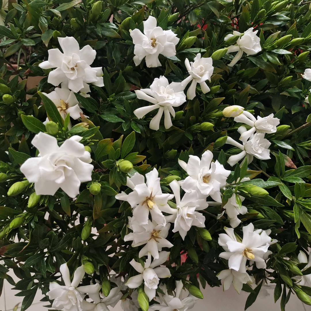 (๑òᆺó๑)放下