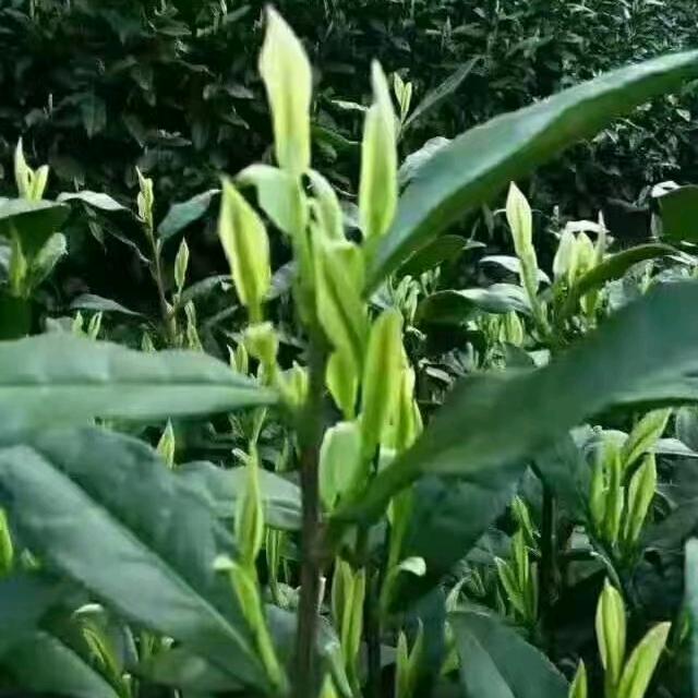 常年招工