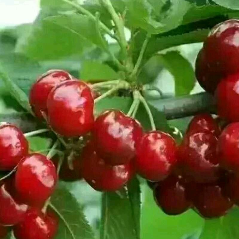 拉着骆驼卖樱桃