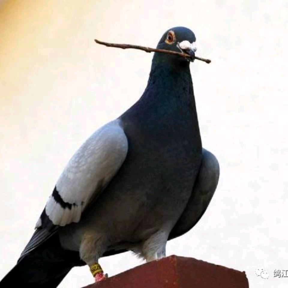 龙驤虎步