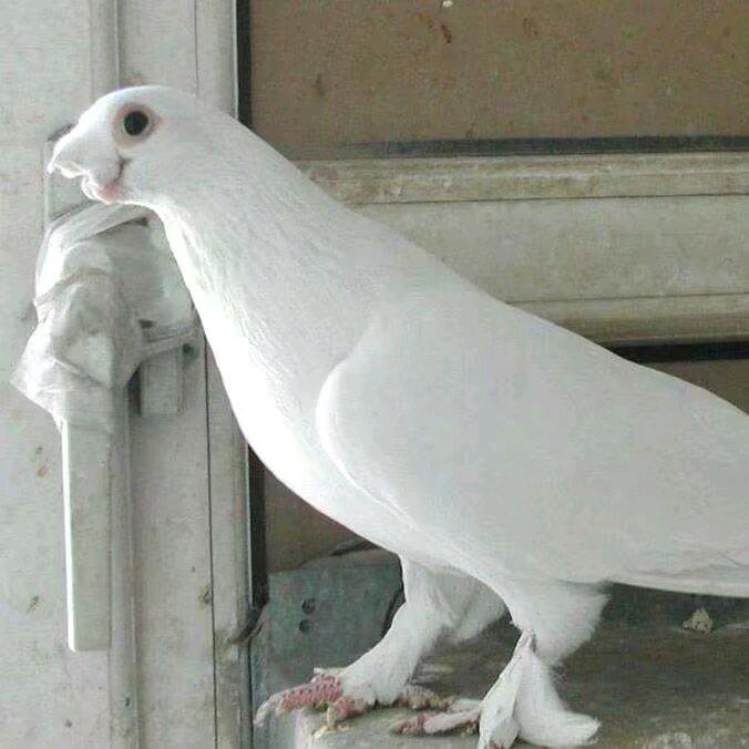 虎子