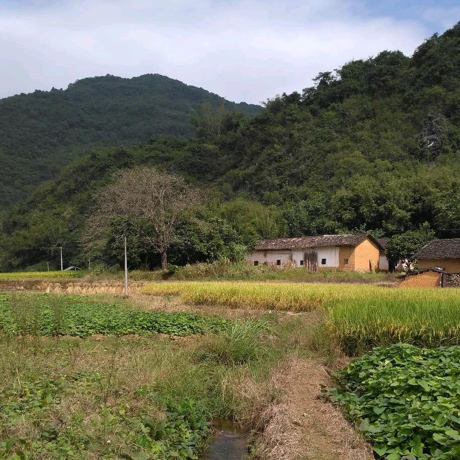 古道上村枫树下