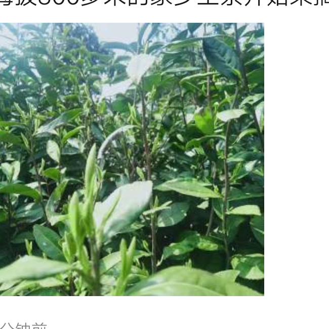 蔡丰兆