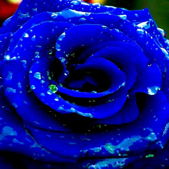 🌹滴水玫瑰🌹
