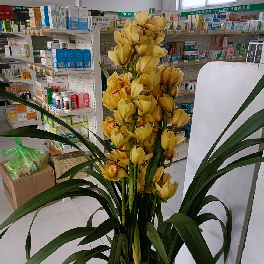 厚朴堂