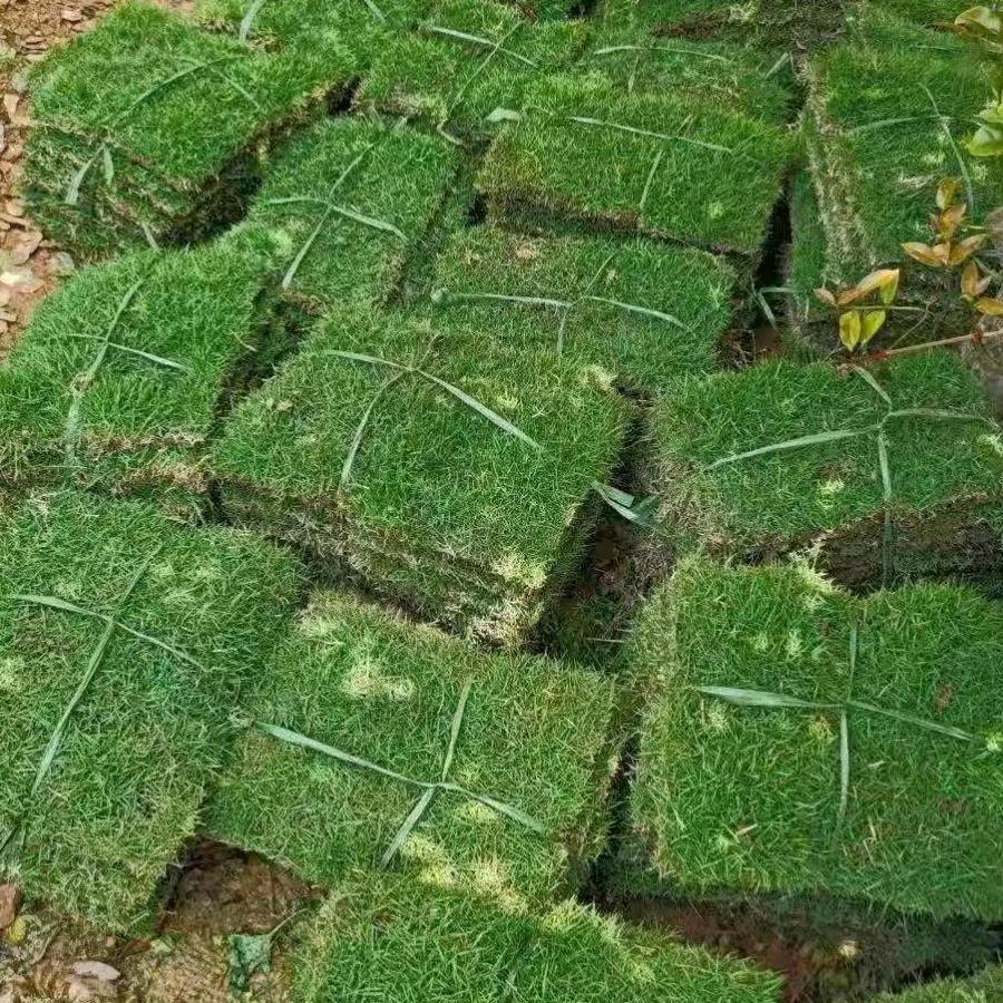 沭阳县花千岁园艺苗木场