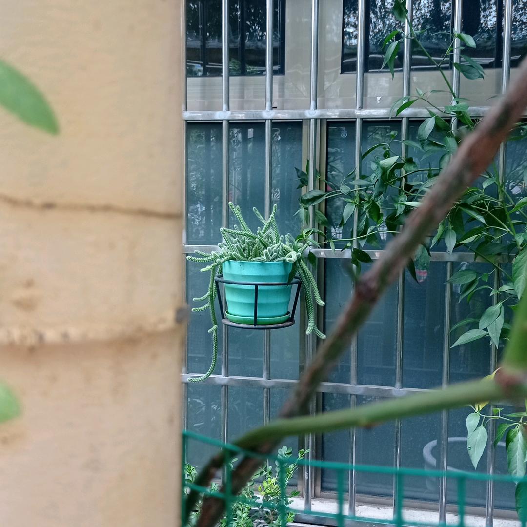 芮