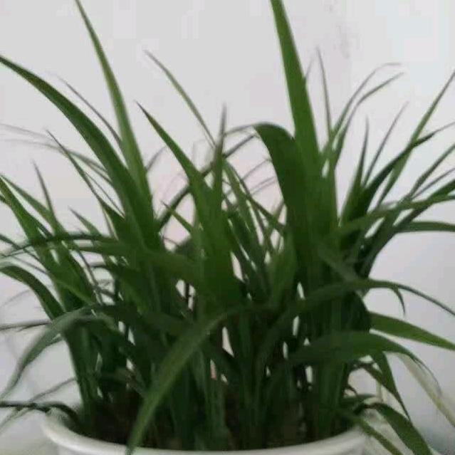 杨小兰