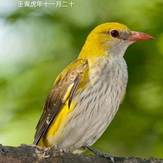程咬金
