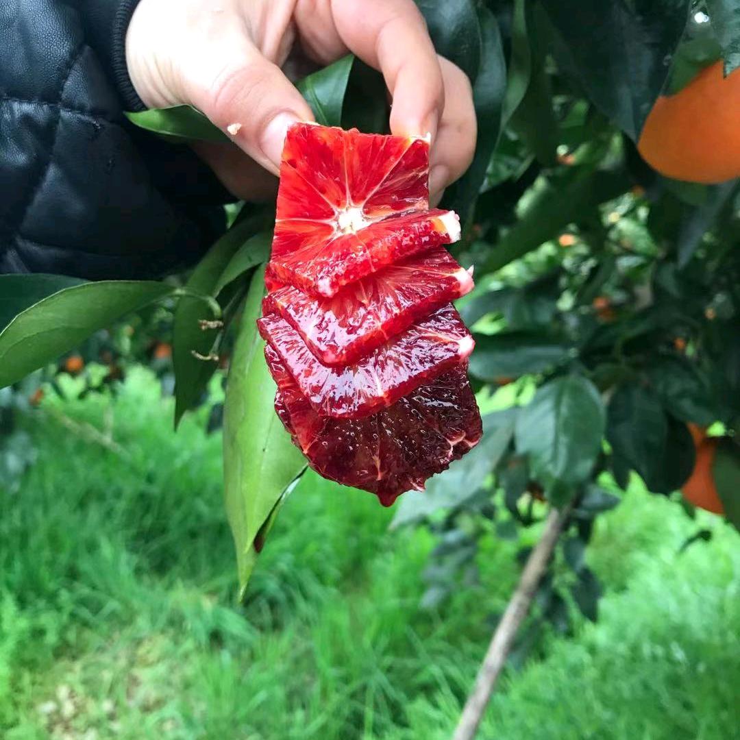 奇果缘果业