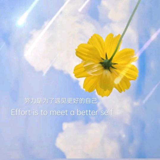 蒲公英*