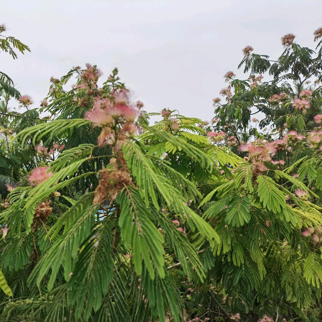 🌈向阳而生 ⛽
