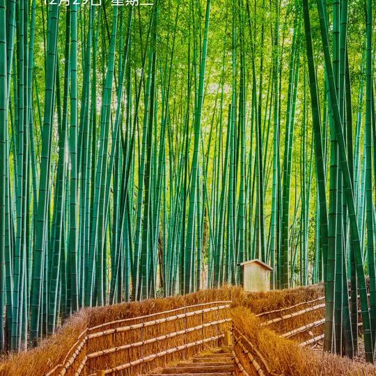 黄桷