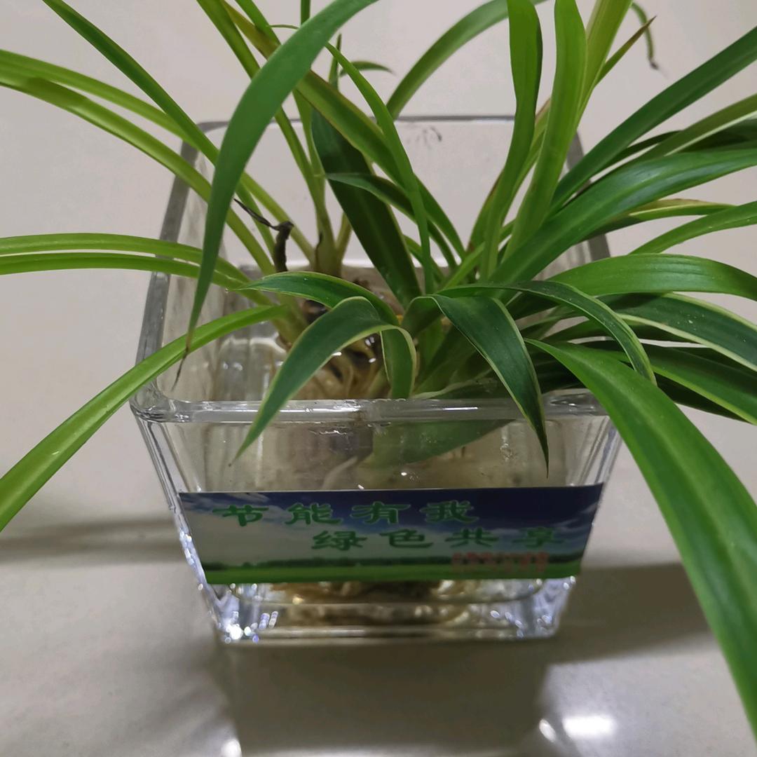 小草