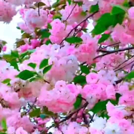 💞᭄幸运ꦿ⸙¹³¹⁴ 💞