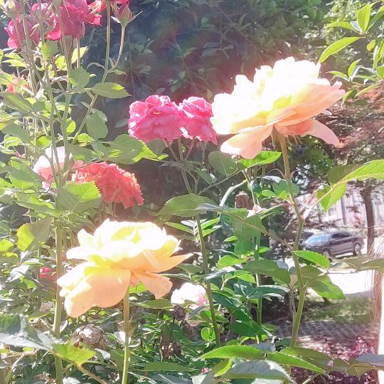 栀子花开