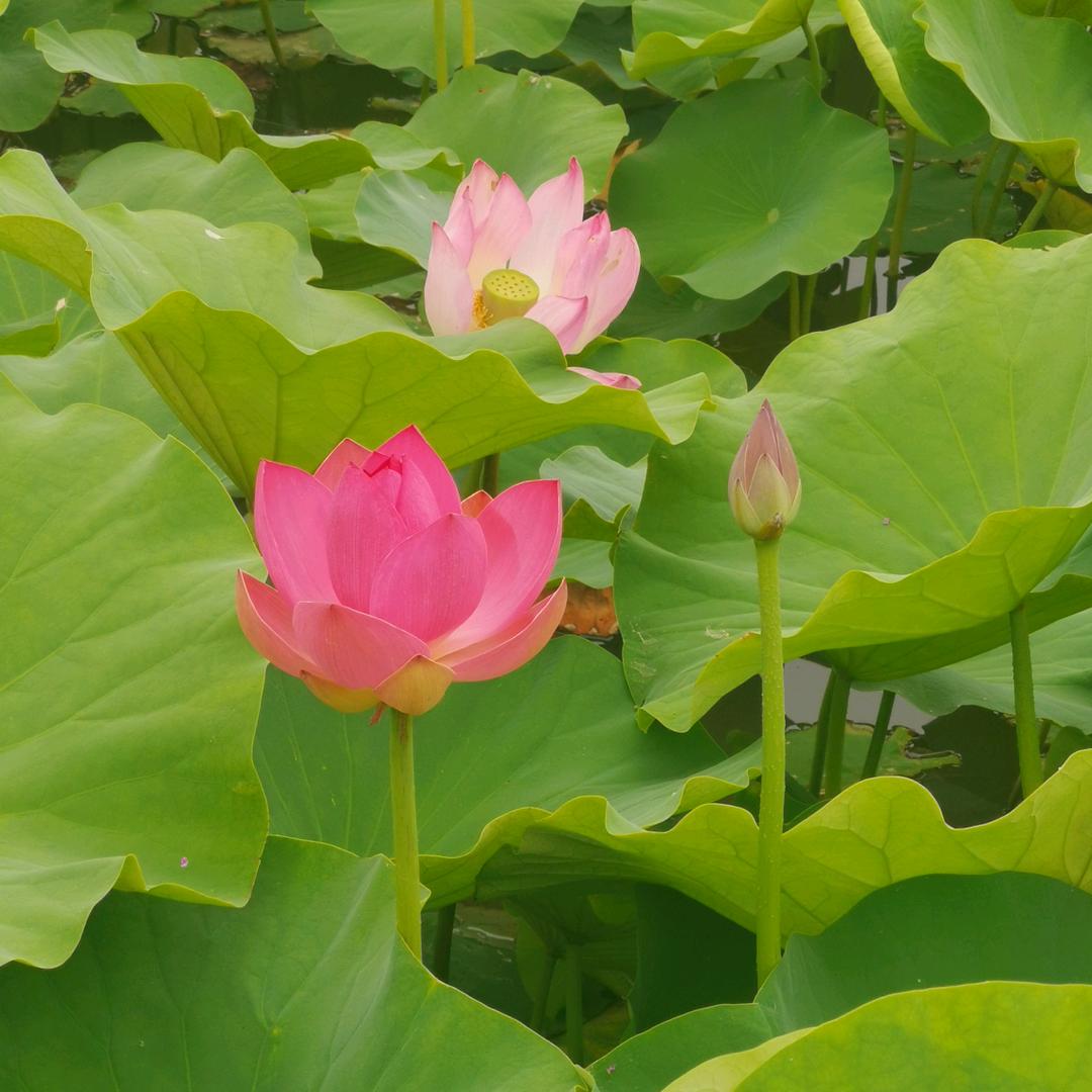 梅香点舂