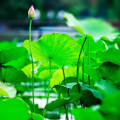 绿草青青