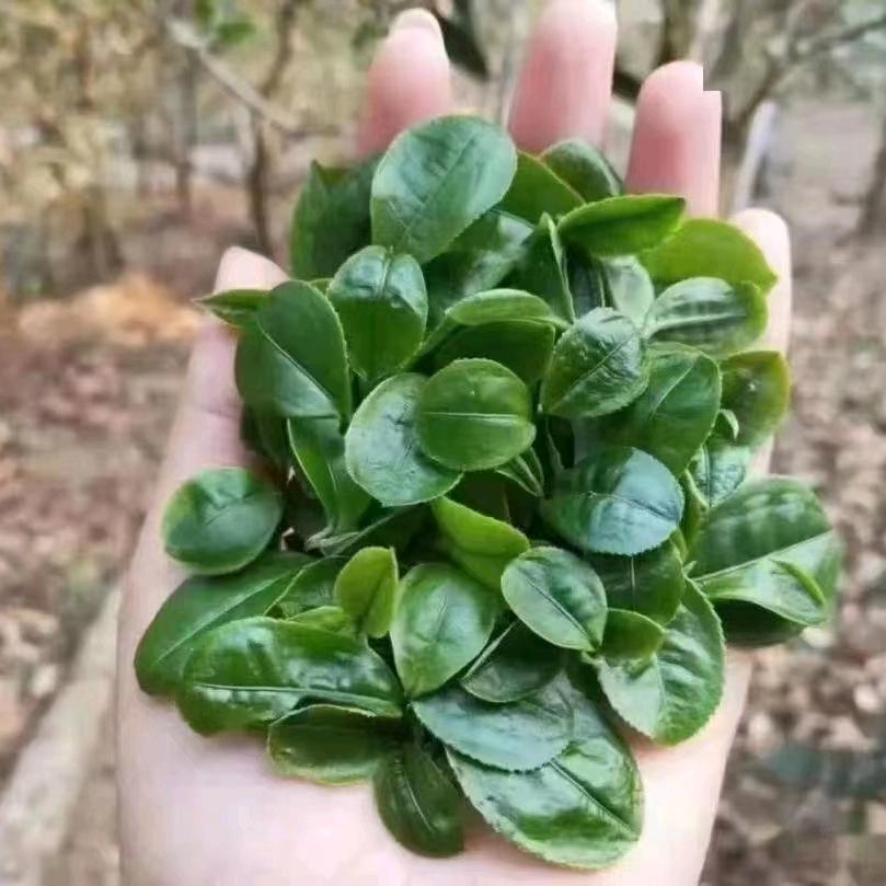 一片叶子的世界