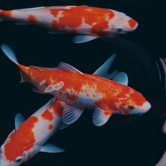 白酒~红酒~啤酒~