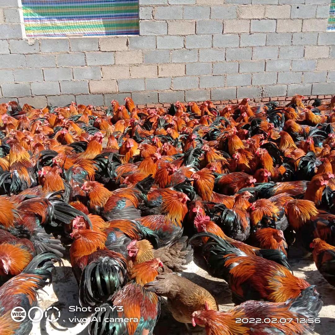 利园养殖出售各种鸡🐔
