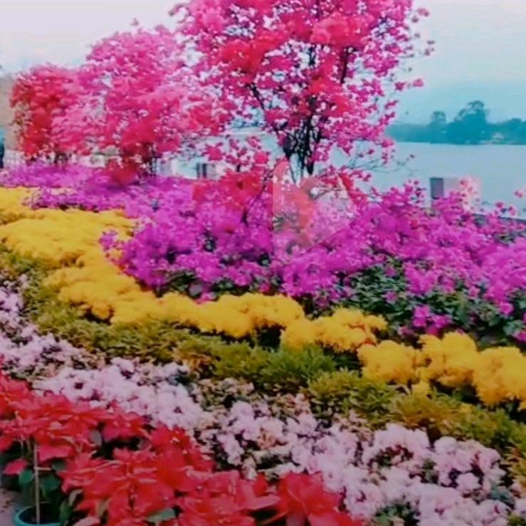 四