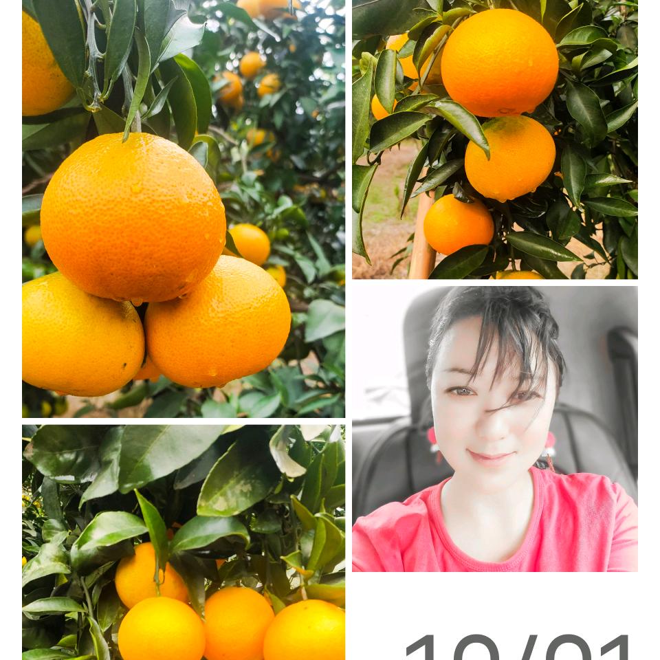 杰瑞果园