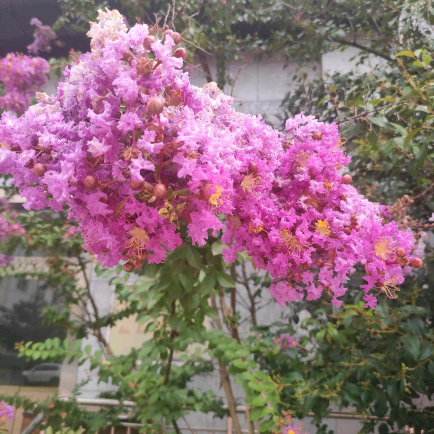 且听风铃