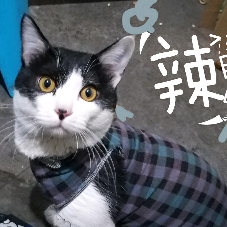 铛铛