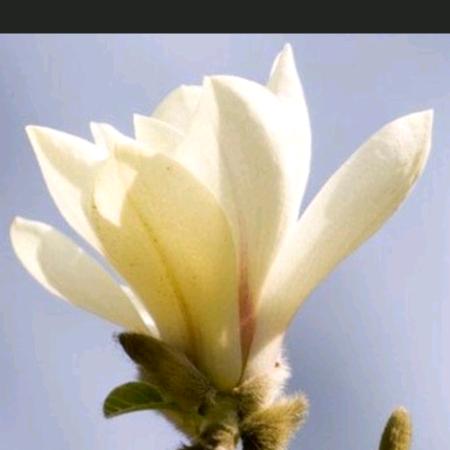 糊涂仙子