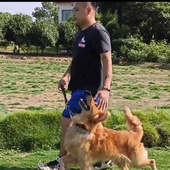 杨志守望者犬业（长沙训犬学校）