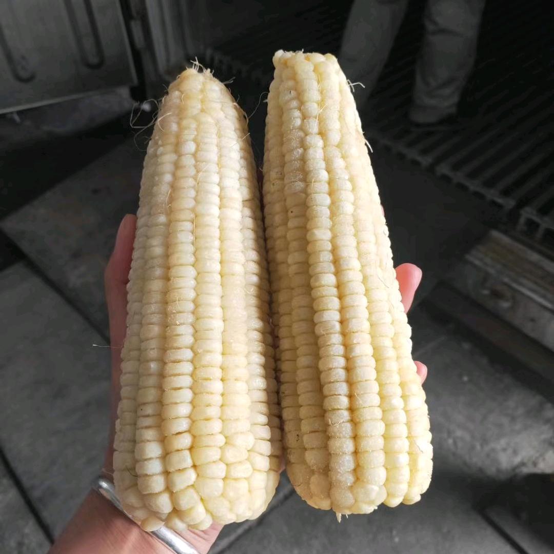 玉米大叔