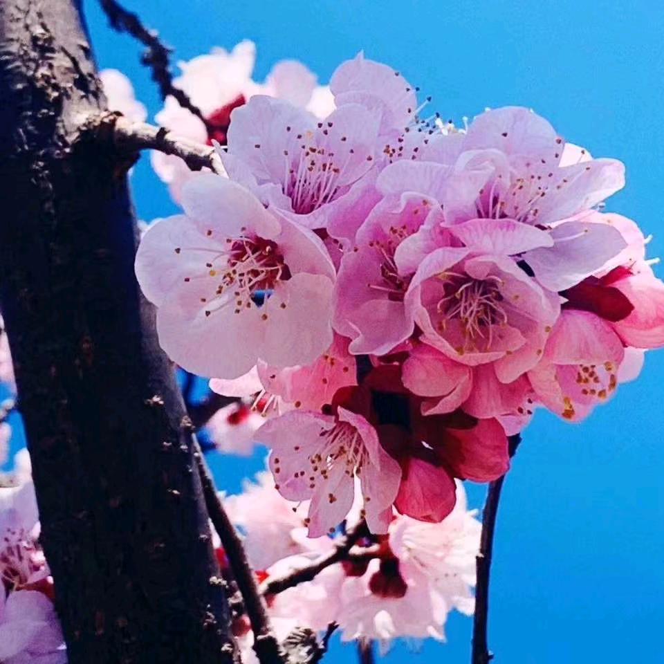 宁静💞常年有月租房