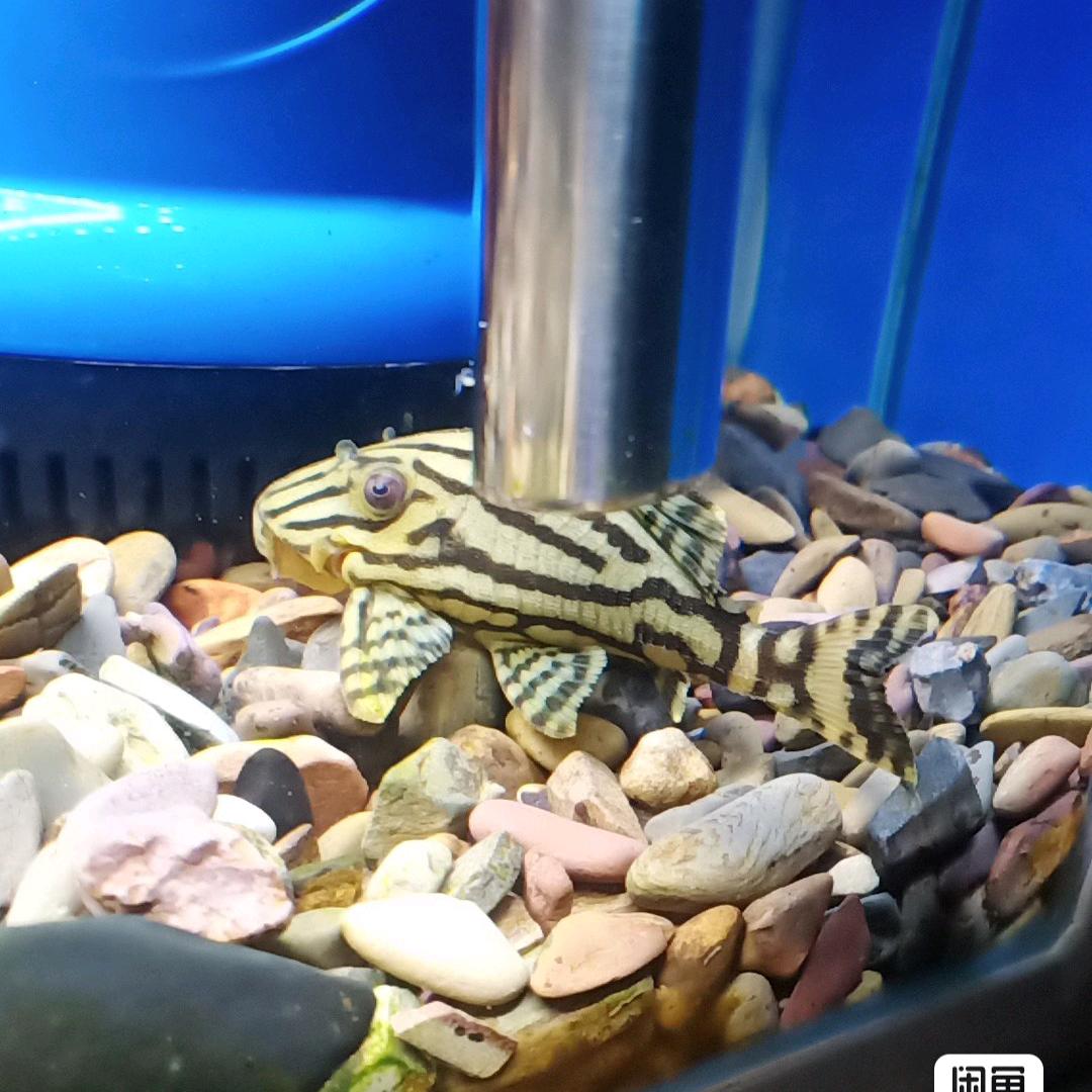 🐽¹⁹₉₅黄昏恋℘࿐