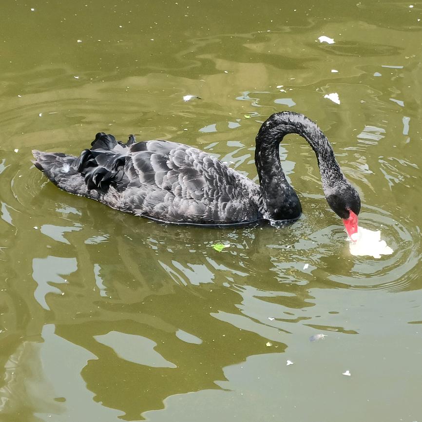 星星可以地上有