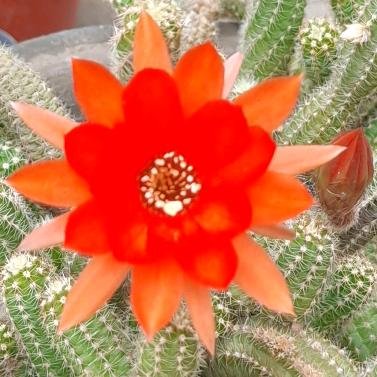 花好月圆