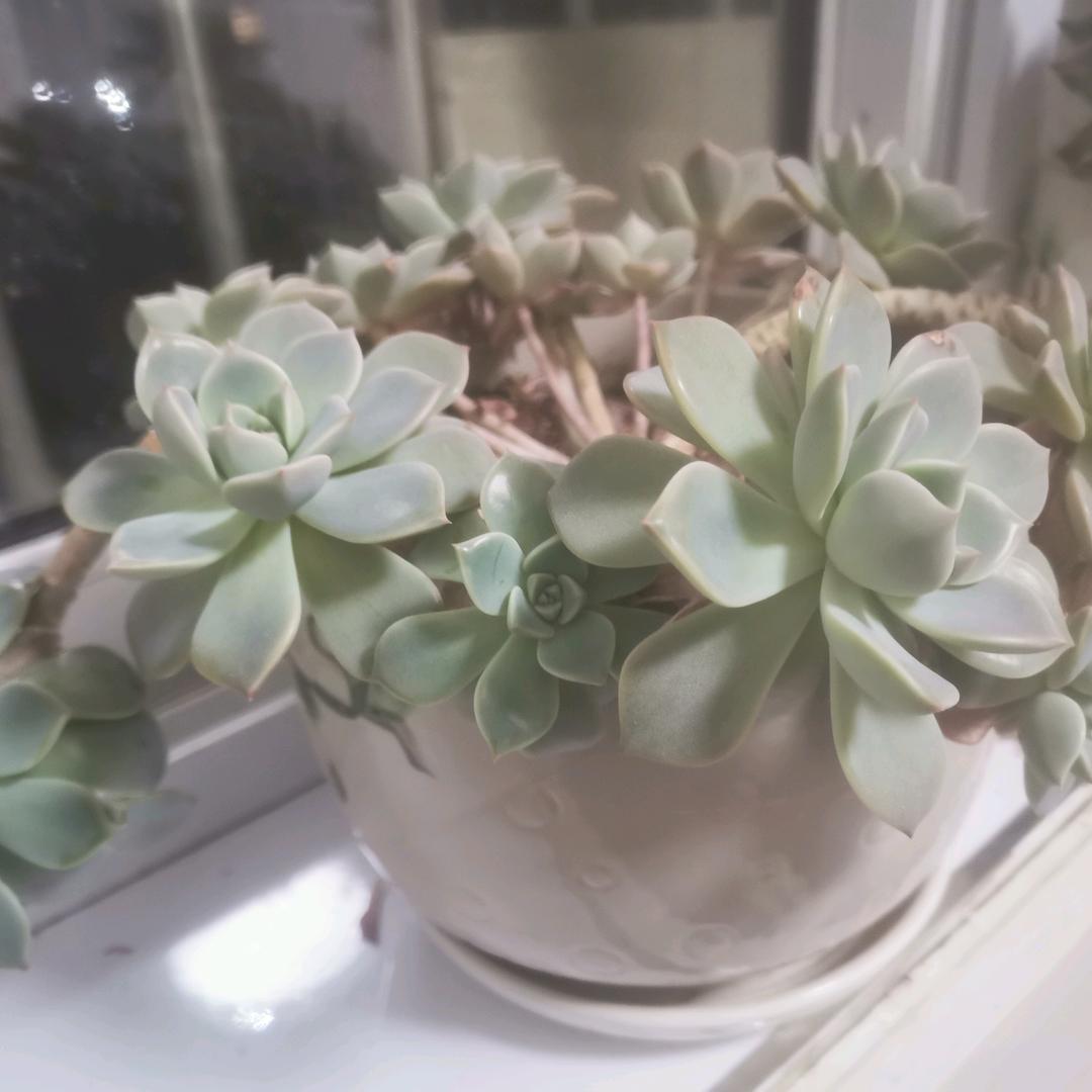绝无仅有