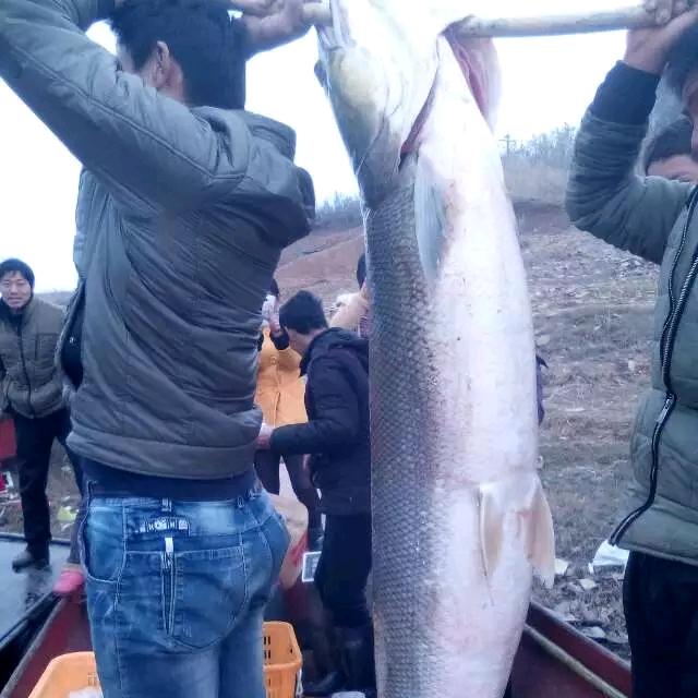 🎏台子山丹江鱼🐠