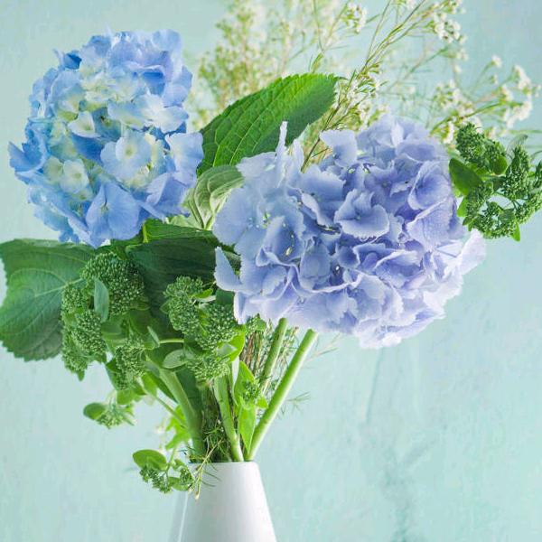 蝶恋花