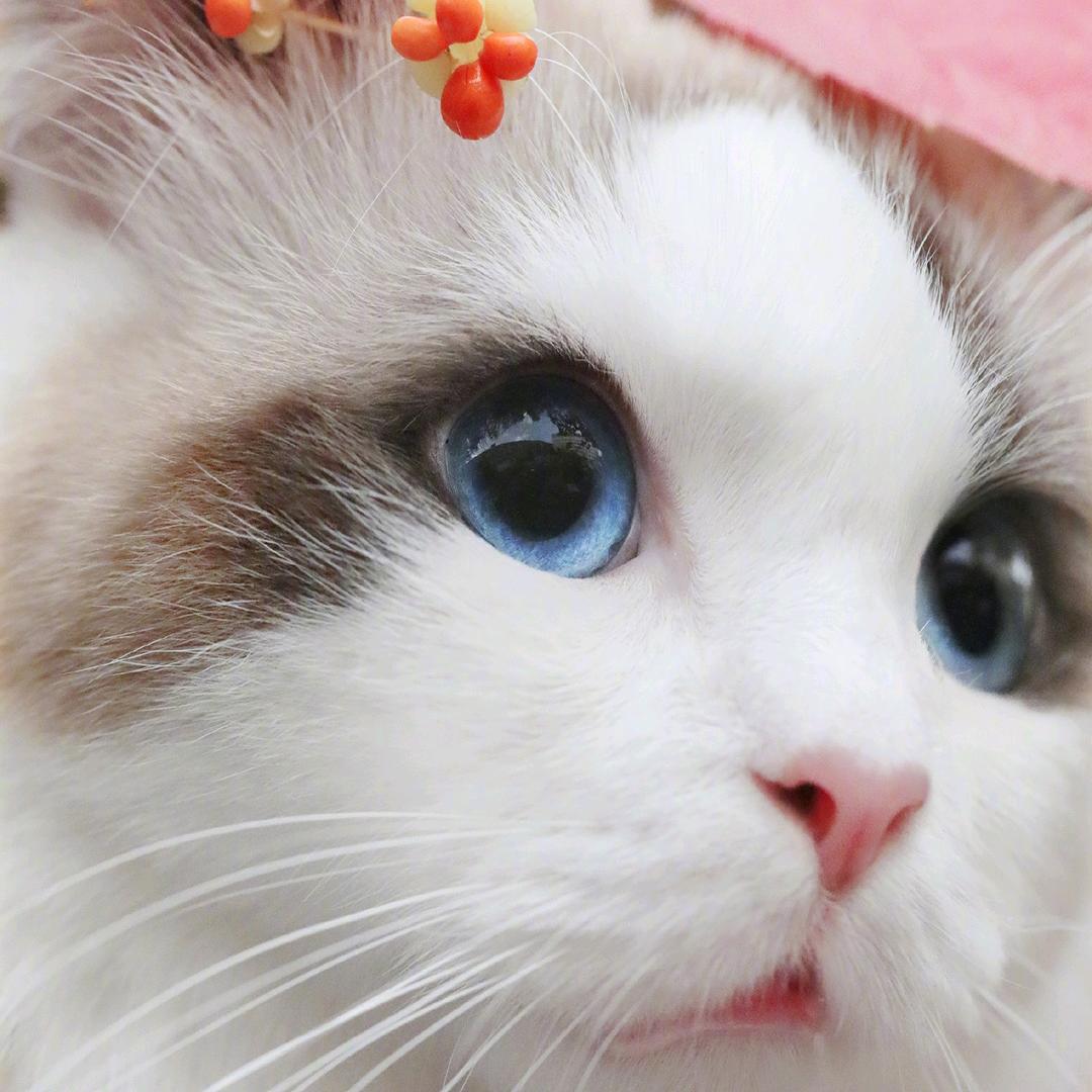 莲头像