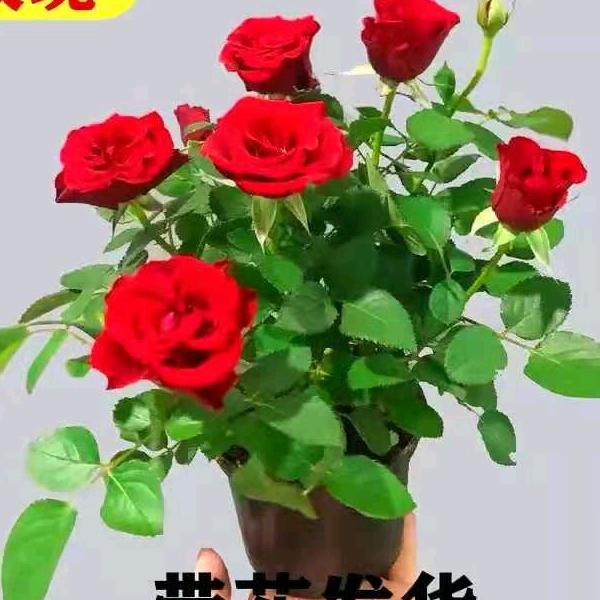 王师头像