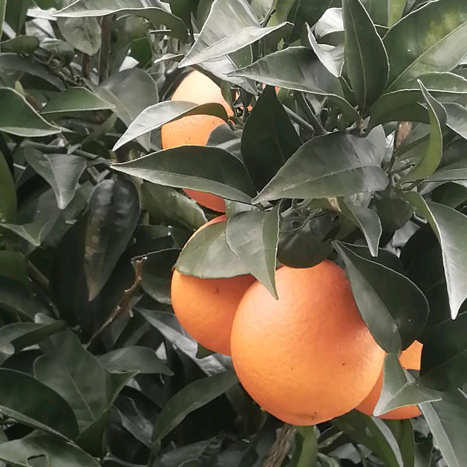 飞飞哥