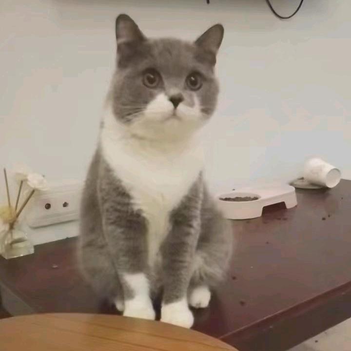 猫小胖