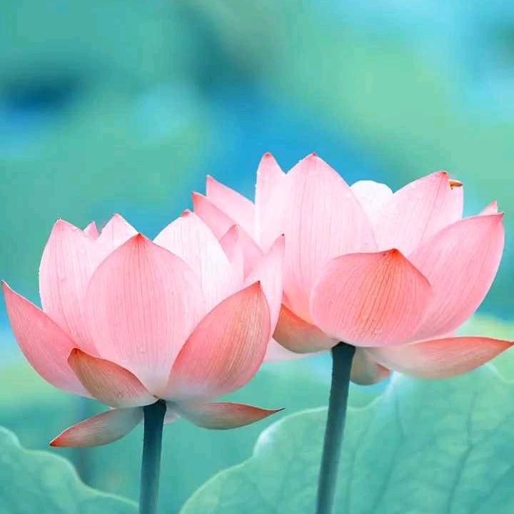 家人们一生平安吉祥🌹