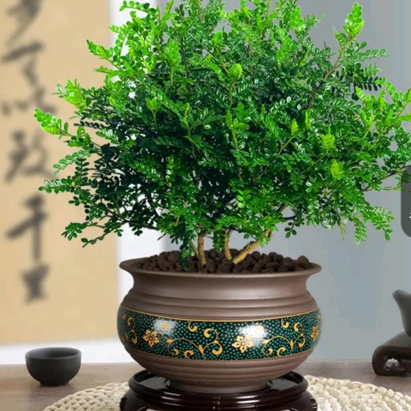 心如明镜