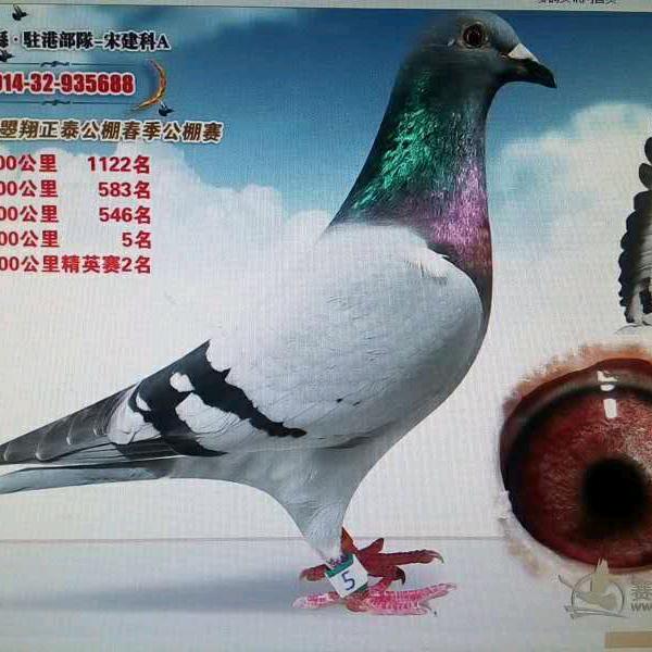 与鸽情缘