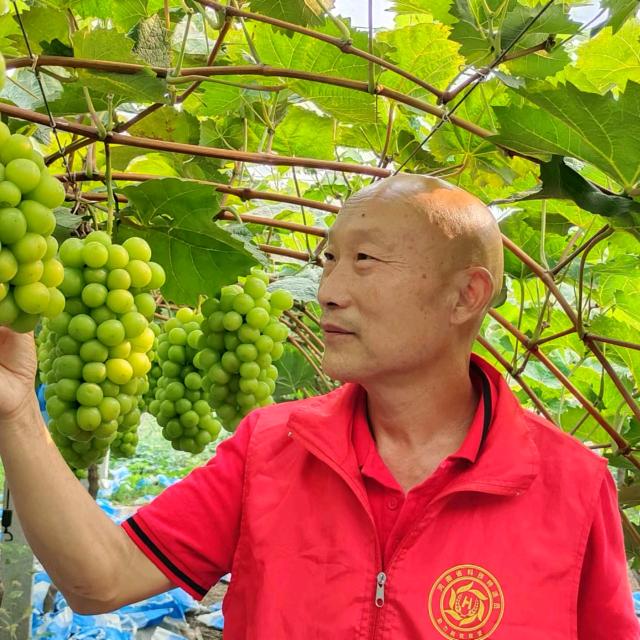 老刘葡萄管理